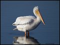 _2SB9071 white pelican